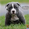 American Pit Bull